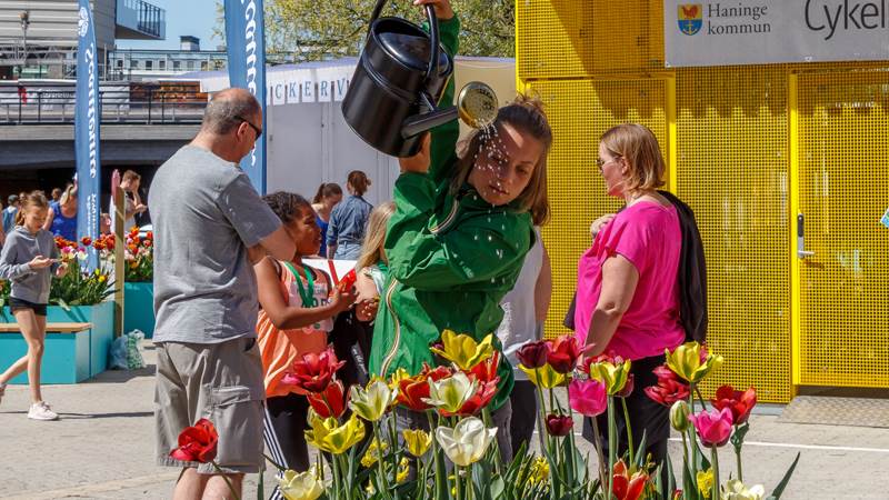 Flicka vattnar tulpaner på Tulpanfestivalen i Haninge centrum