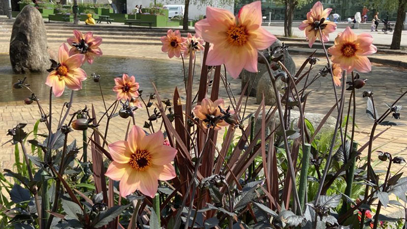 Blommande dahlior i blomsterfat på Poseidons torg