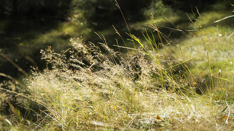 Högt gräs som blommar
