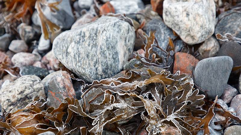 Blåstång på en stenig strand