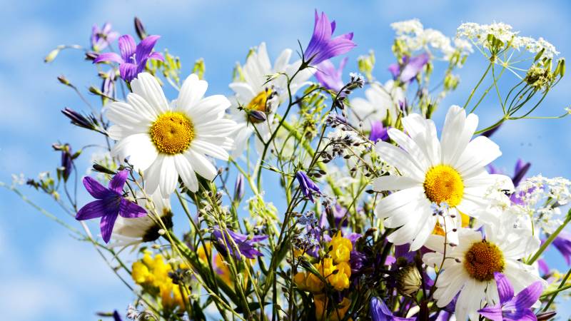 Somriga blommor