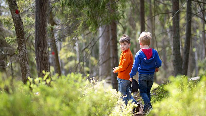 Pojkar i grönskande skog