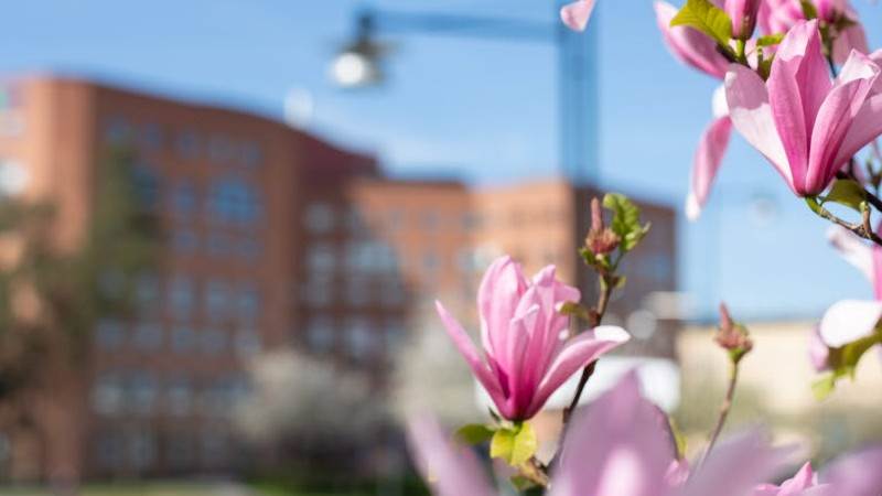 Haninge kommunhus Haninge kommunhus med rosa magnolia i förgrunden
