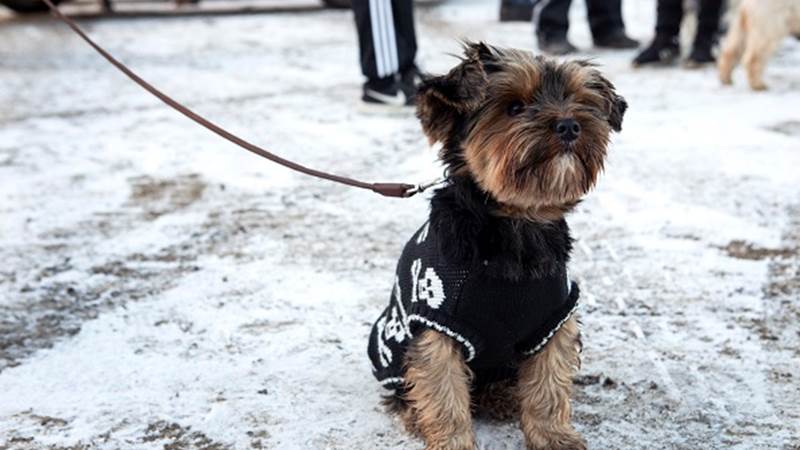 Bild på en av besökarna i den nya hundrastgården.