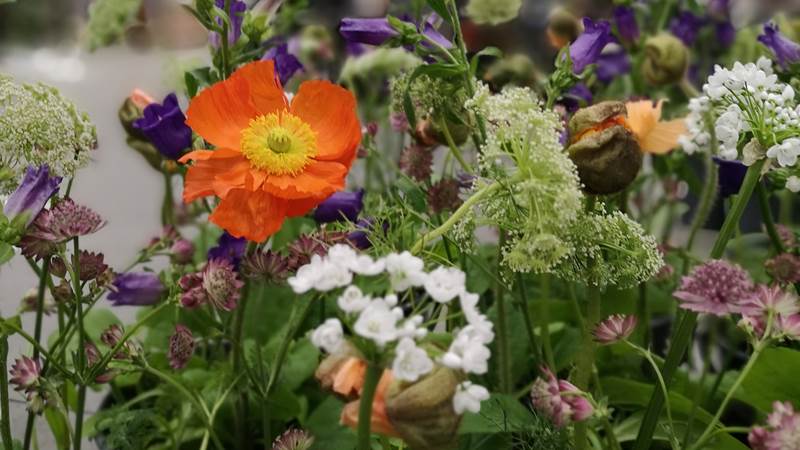 Blommande orange vallmo tillsammans med andra vackra blommor i lila, rosa och vitt