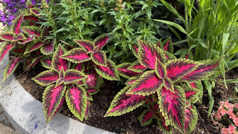 Palettblad i blomsterfat på Poseidons torg