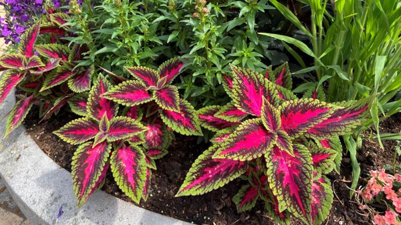 Palettblad i blomsterfat på Poseidons torg