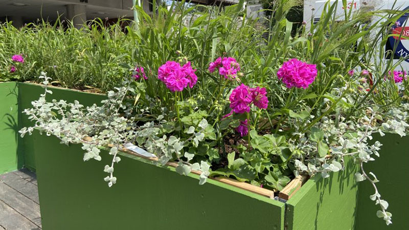 Rosa blommande pelargoner i popup-parken Poseidons torg