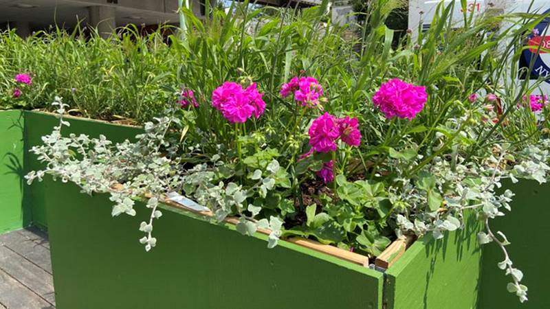 Rosa blommande pelargoner i popup-parken Poseidons torg