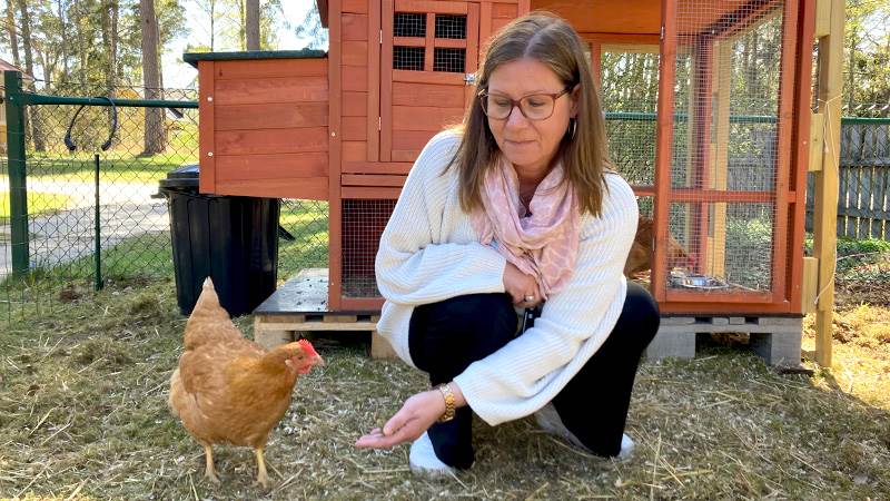 Malmgårdens verksamhetschef hälsar på hos hönsen. En kvinna sitter på huk utomhus och sträcker ut handen mot en höna