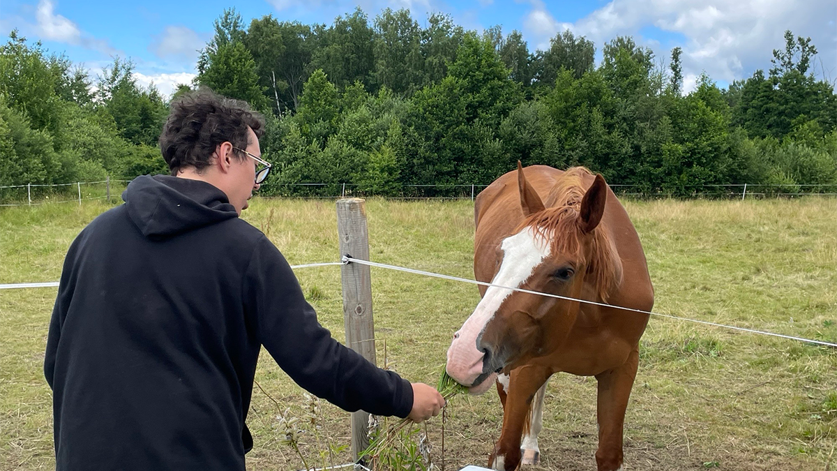 En man matar en häst med gräs.