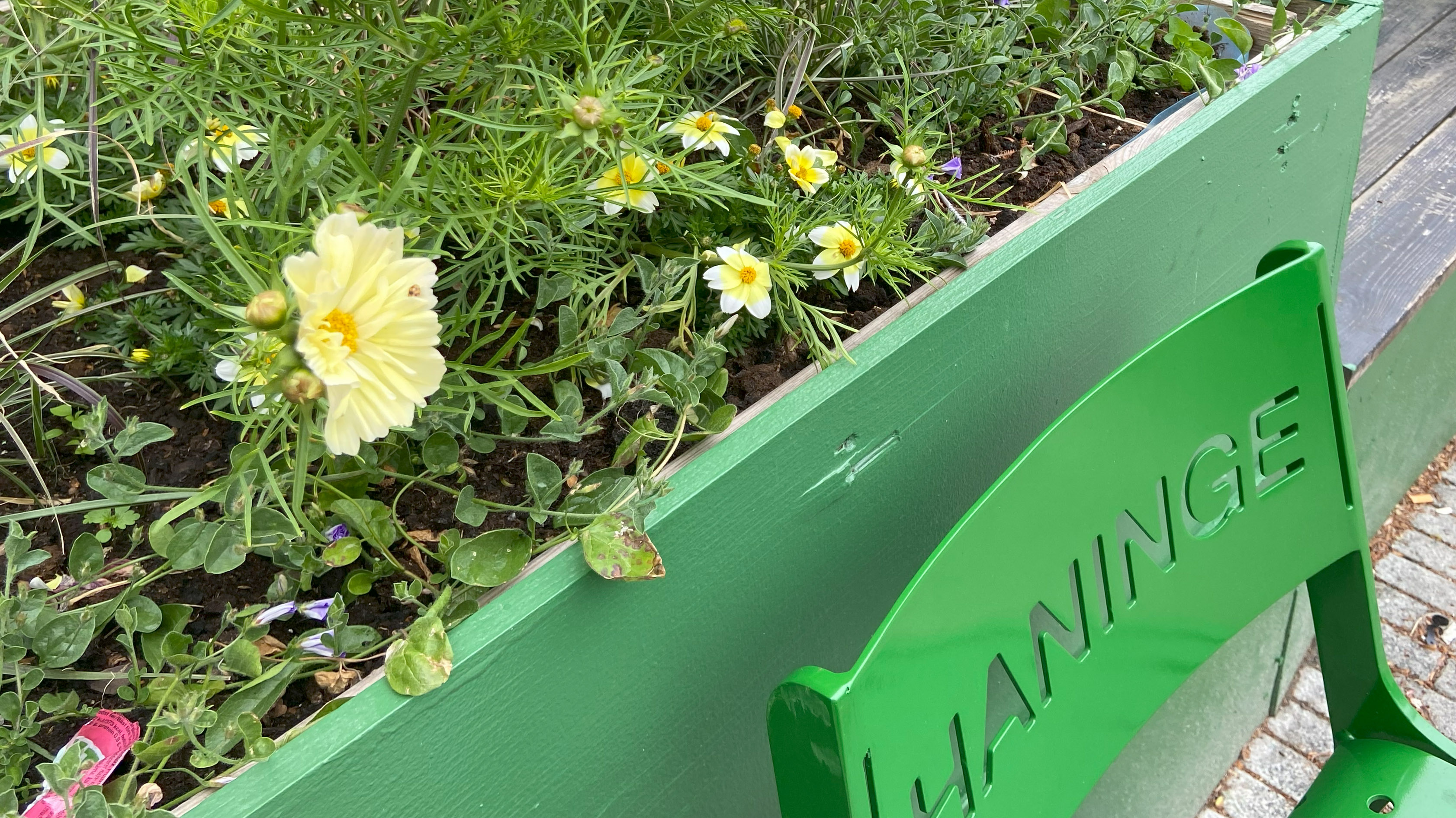 Gul rosenskära och grön Haninge-stol