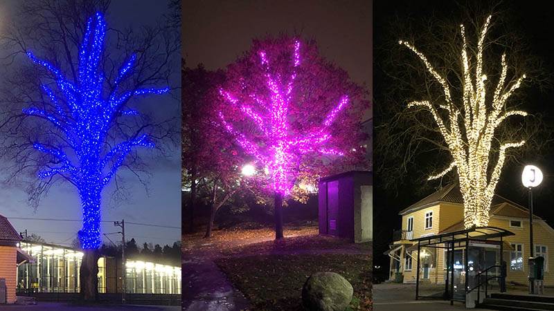Ljusinstallationer gjorda av teknikavdelningen i träd i Tungelsta och Brandbergen Tre träd som är upplysta i blått, rosa och i vitt ljus
