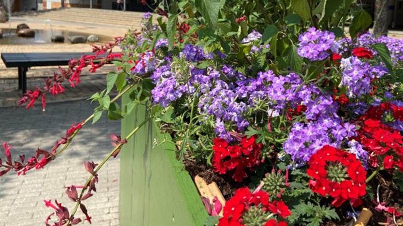 Verbena i popup-parken Poseidons torg