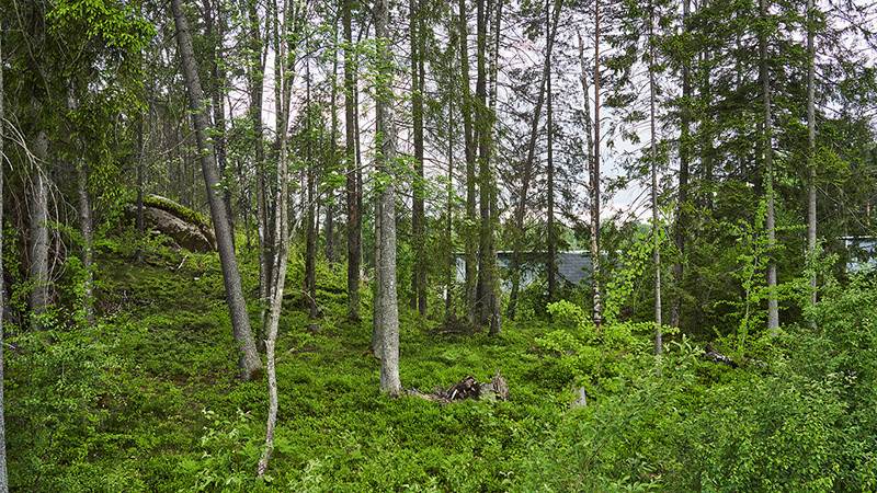 Grönskande skog