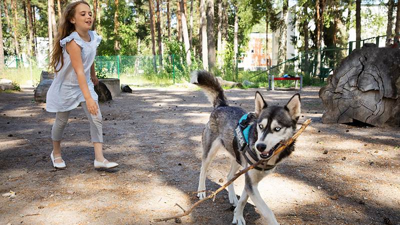 Flicka och hund i hundrastgård i Västerhaninge
