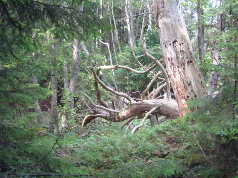 Urskog i Tyresta Foto: Ingrid Hulthage