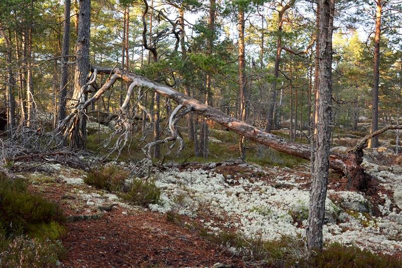 Tyresta nationalpark. Foto: Malin Löfgren