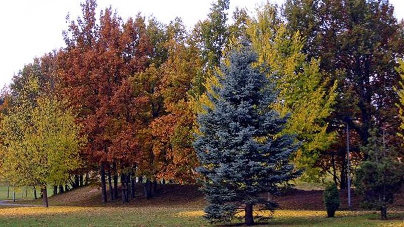 Träd i Eskilsparken i höstens färger