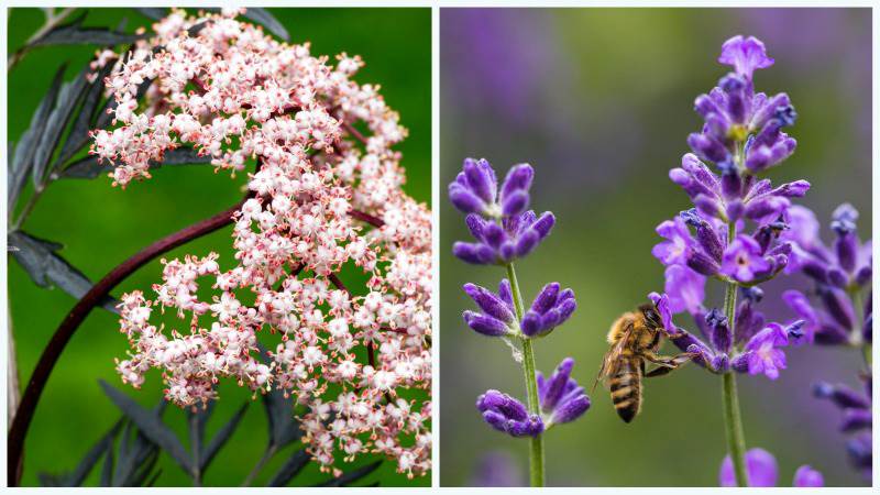 Blodfläder och lavendel