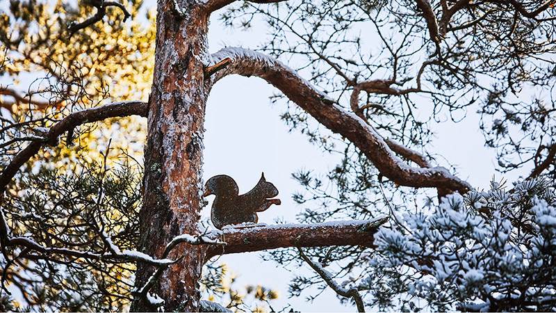 Ekorre i kortenplåt i djursafarit i Höglundaparken Jordbro