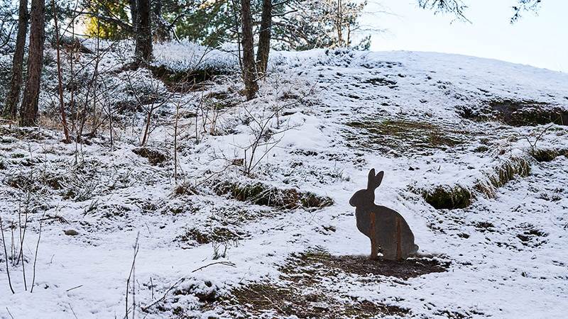 Hare i kortenplåt i djursafarit i Höglundaparken Jordbro