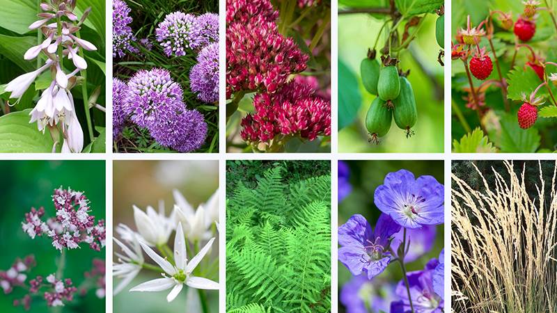 Bilder över blommande blommor och växter
