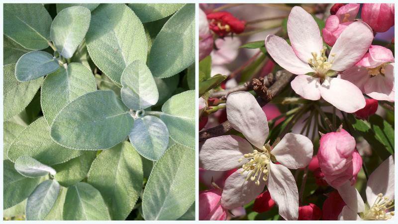 Kryddsalvia och rosenapel