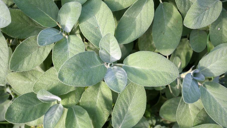 Kryddsalvia Kryddsalvia