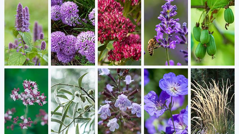 bilder av olika blommande växter 