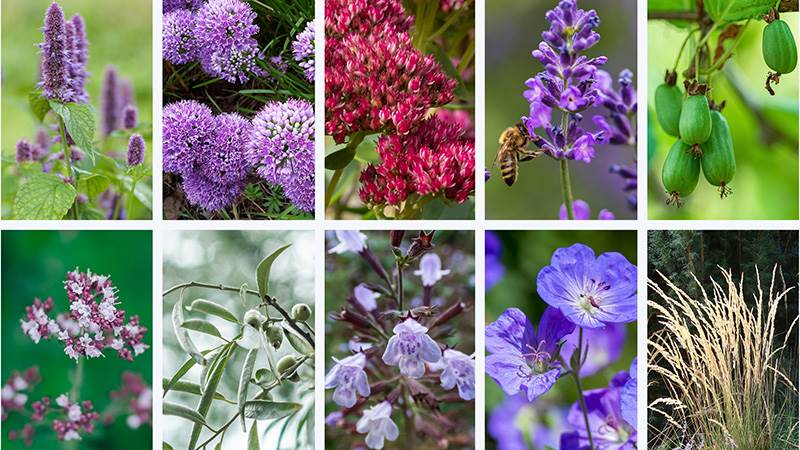 bilder av olika blommande växter