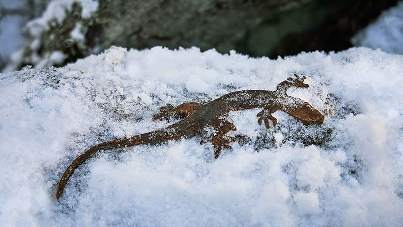 Ödla i kortenplåt i djursafarit i Höglundaparken Jordbro