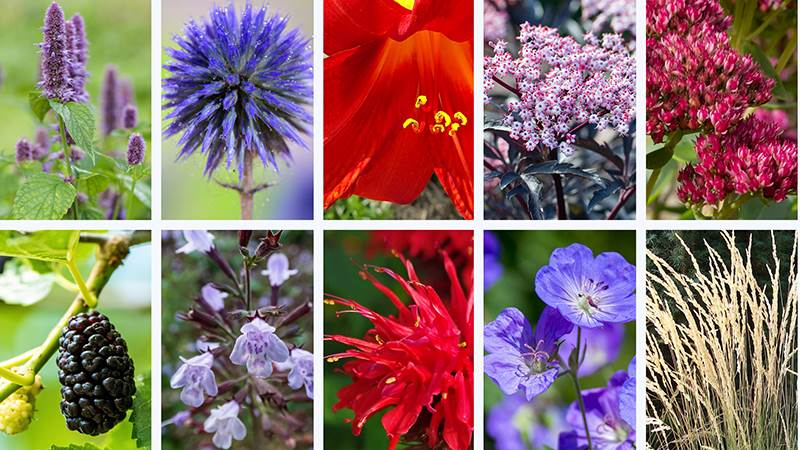 Bildkollage över blommor och växter