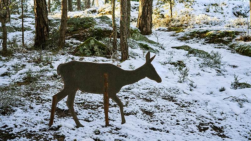 Rådjur i kortenplåt i djursafari i Höglundaparken i Jordbro