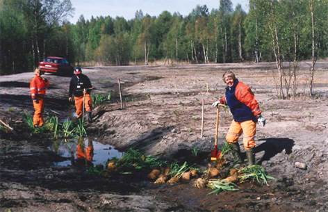 Plantering av svärdslilja, kabbeleka och tjärblomster