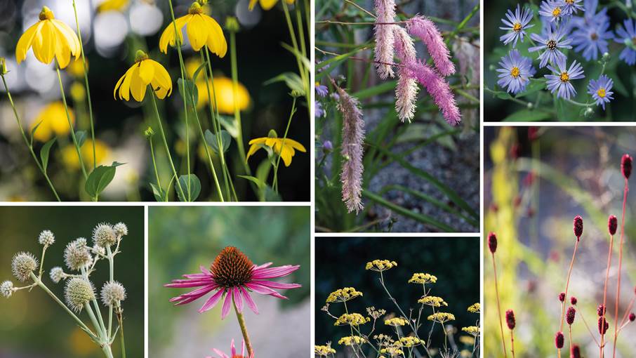 Kollage av olika blommor