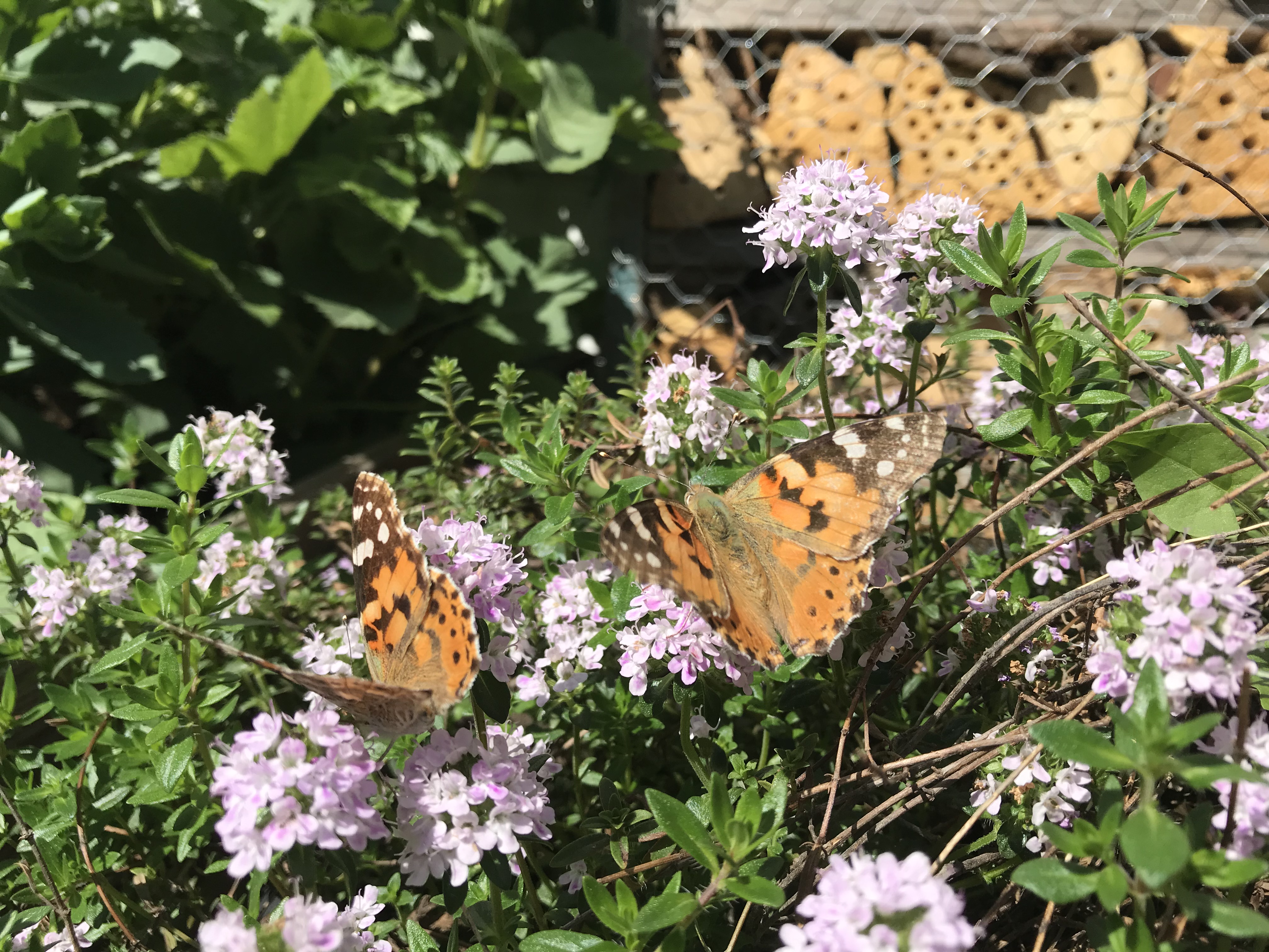 Tistelfjäril på blommor