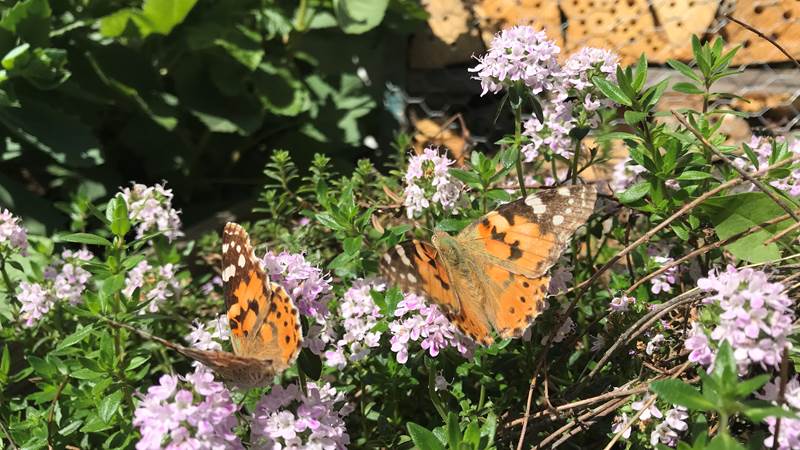 Tistelfjäril på blommor Tistelfjäril på blommor
