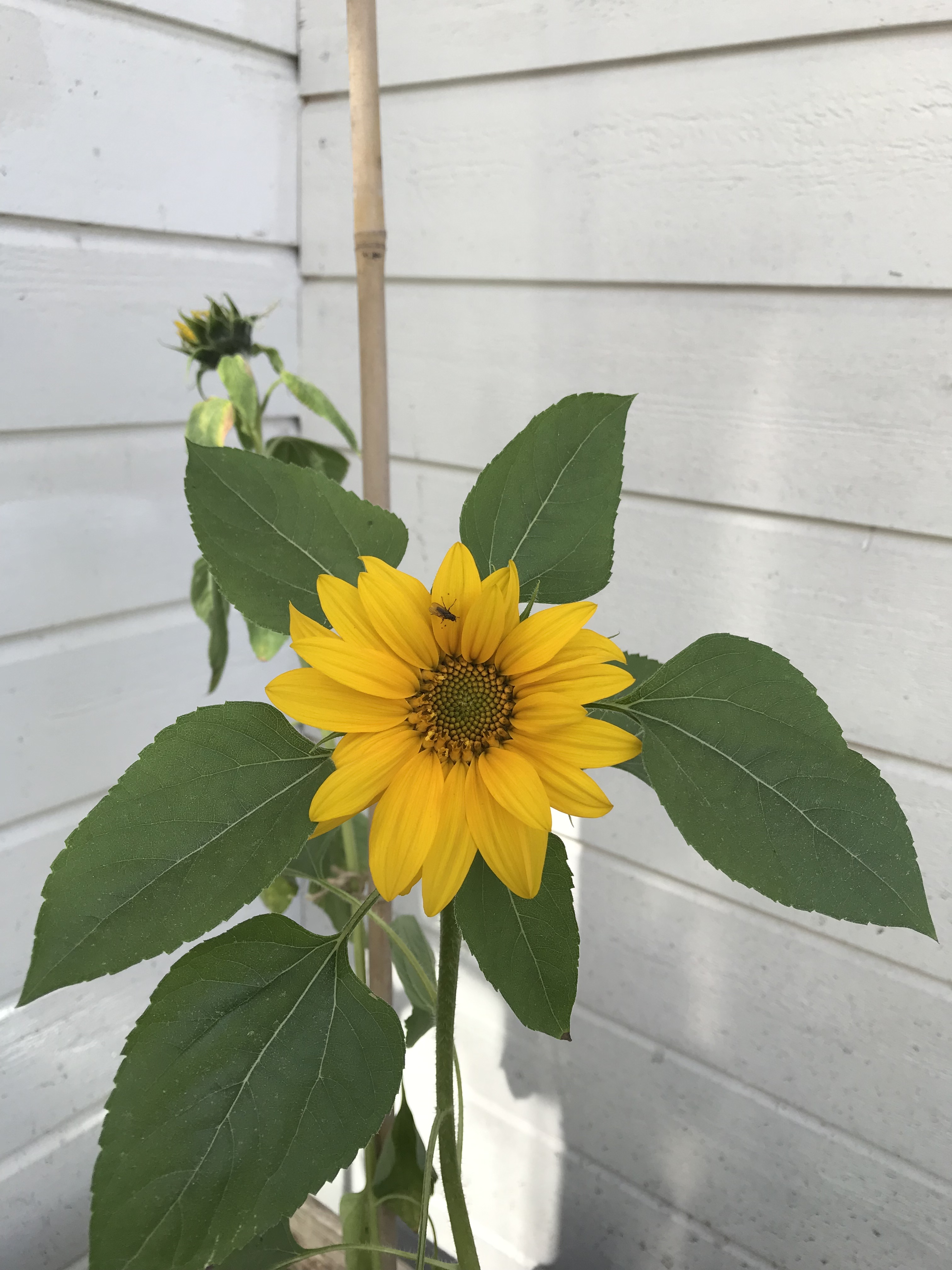 Blommande solros på Miljöverkstans innergård