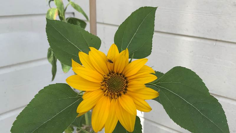 Blommande solros på Miljöverkstans innergård Blommande solros på Miljöverkstans innergård