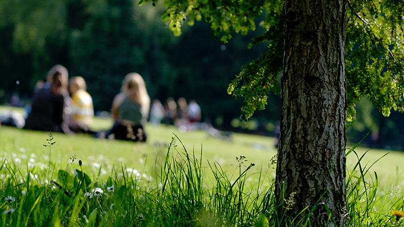 Människor sitter i en grönskande park.