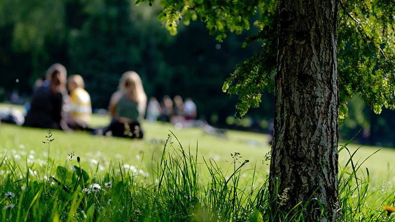 Människor sitter i en grönskande park.