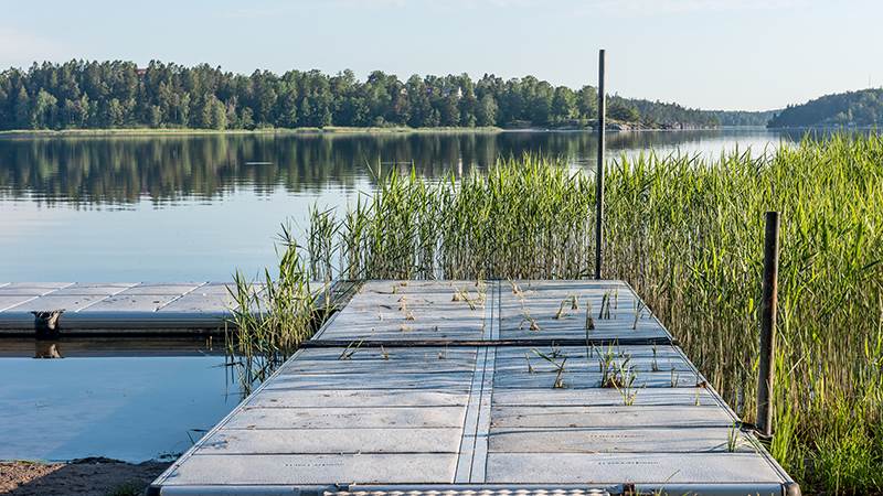 Brygga på Drevviken. Till höger syns vass.