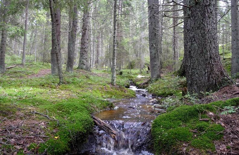 Tyresta nationalpark. Foto: Eva Simonson Tyresta nationalpark. Foto: Eva Simonson