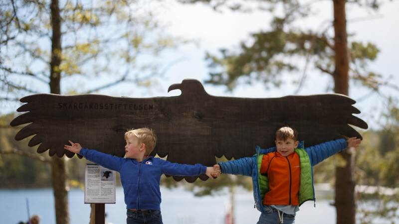 Barn mäter och visar hur stor en havsörn är i verkligheten.