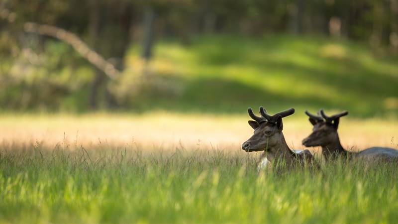 Dovhjortarna strövar fritt på  Nåttarö.  Hjortarna på Nåttarö.