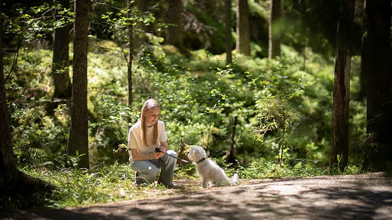 Promenad en fin sommardag i Tyresta  nationalpark. Promenad med hund i Tyresta